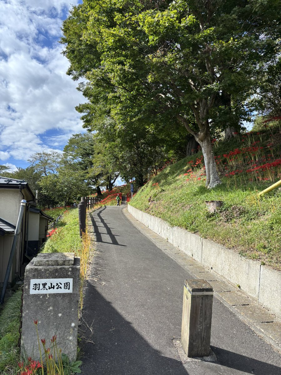 大崎市羽黒山公園の曼珠沙華

そろそろ見頃かな✨