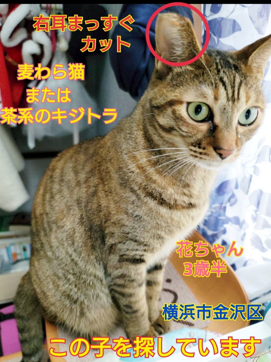 猫を探しています。花ちゃん3歳半くらい。麦わら猫または、茶系のキジトラ。身体は明るい茶色の毛並みですが尻尾だけグレー×黒の縞々模様です。2024年4月11日横浜市金沢区富岡東の自宅から私の不注意で外に出てしまい行方不明のままです。
#猫を探しています 
#拡散希望 
#リポストお願いします