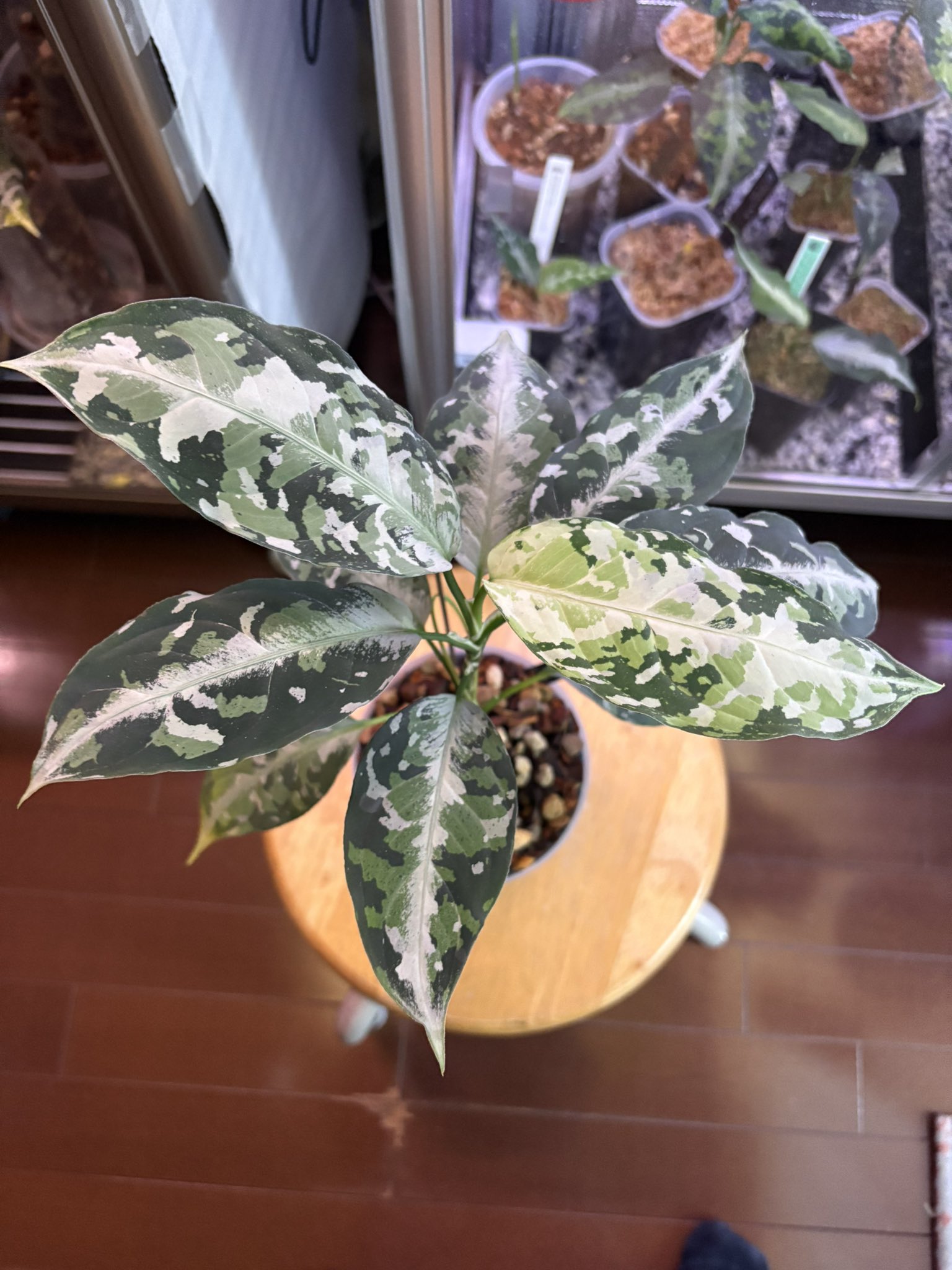 アグラオネマ柳緑花紅 LA_熱帯草屋 on X: 