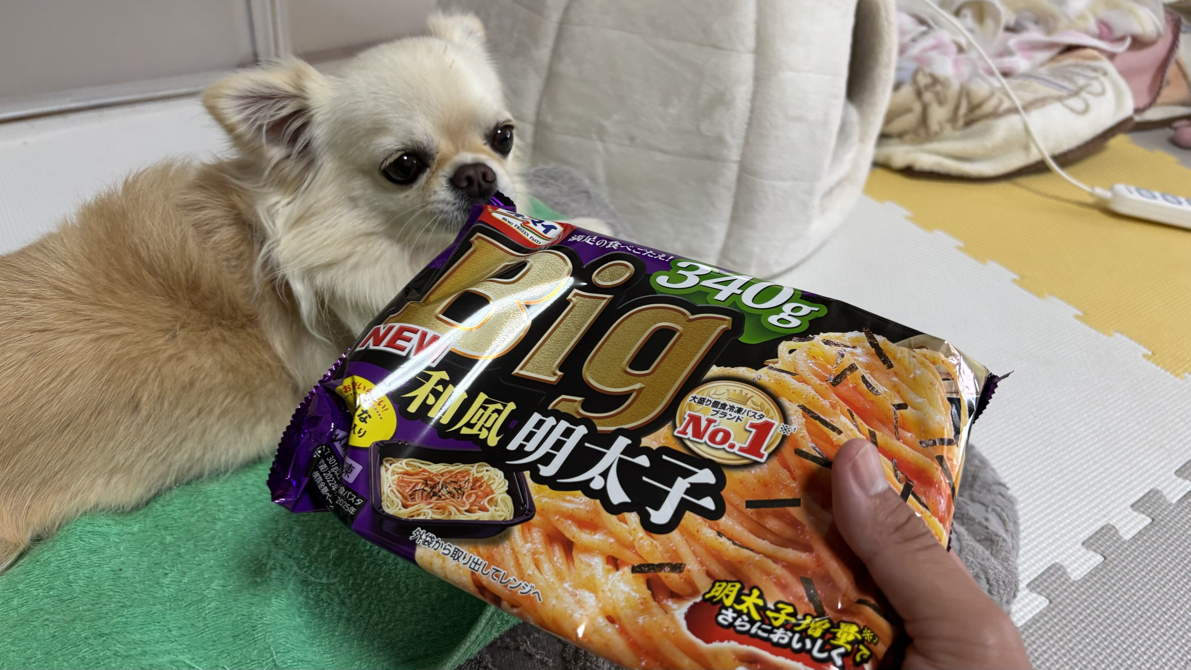 オーダー受付　188 チワワ　限定パネル　ご予約ページ　5/8 千葉県のチワワ(ロングコート)｜男の子・2023/11/18生まれ
