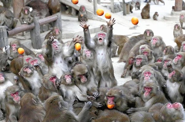 AMG888CLS's tweet photo. @twibuznew 餌に群がる猿みたい🐒 https://t.co/5OUWSn4WGd