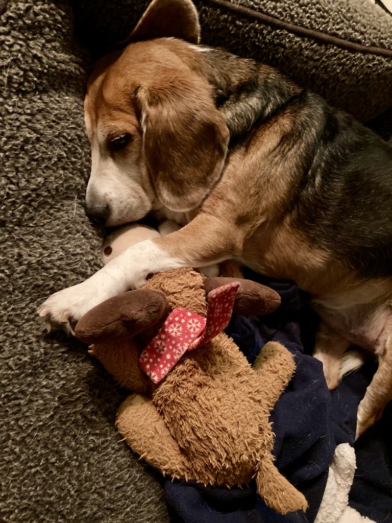 livewellian's tweet image. #Goodnight, friends. Thank you so much for the prayers, well wishes, orders and many blessings. We hope you have sweet dreams and a wonderful #WontLookWednesday 💜🐶🌒 #dogsontwitter