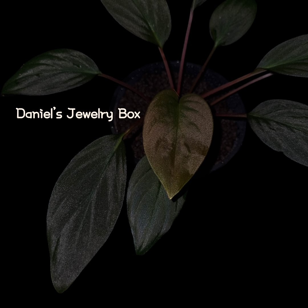 Daniel0817_'s tweet photo. 濃い緑色とベルベット、高く伸びる茎が魅力的です

Homalomena sp."Dark Green"
[DJB20XX-06B]
from Daniel便

#homalomena
#ホマロメナ
#vivarium
#terrarium
#tropicalplants
#paludarium
#jungleplants
#ブセファランドラ
#サトイモ科
#観葉植物 
#熱帯植物
#雨林植物
#パルダリウム
#テラリウム 
#熱帯雨林植物
#furtadoa
#bucephalandra
#DJB便
#Daniel便
#rainforestplants
#variegatedplants
#cryptocoryne
#homalomenavariegated #Homalomenavarigated #Homalomenavariegata
#corybas
#moss 
#schismatoglottis