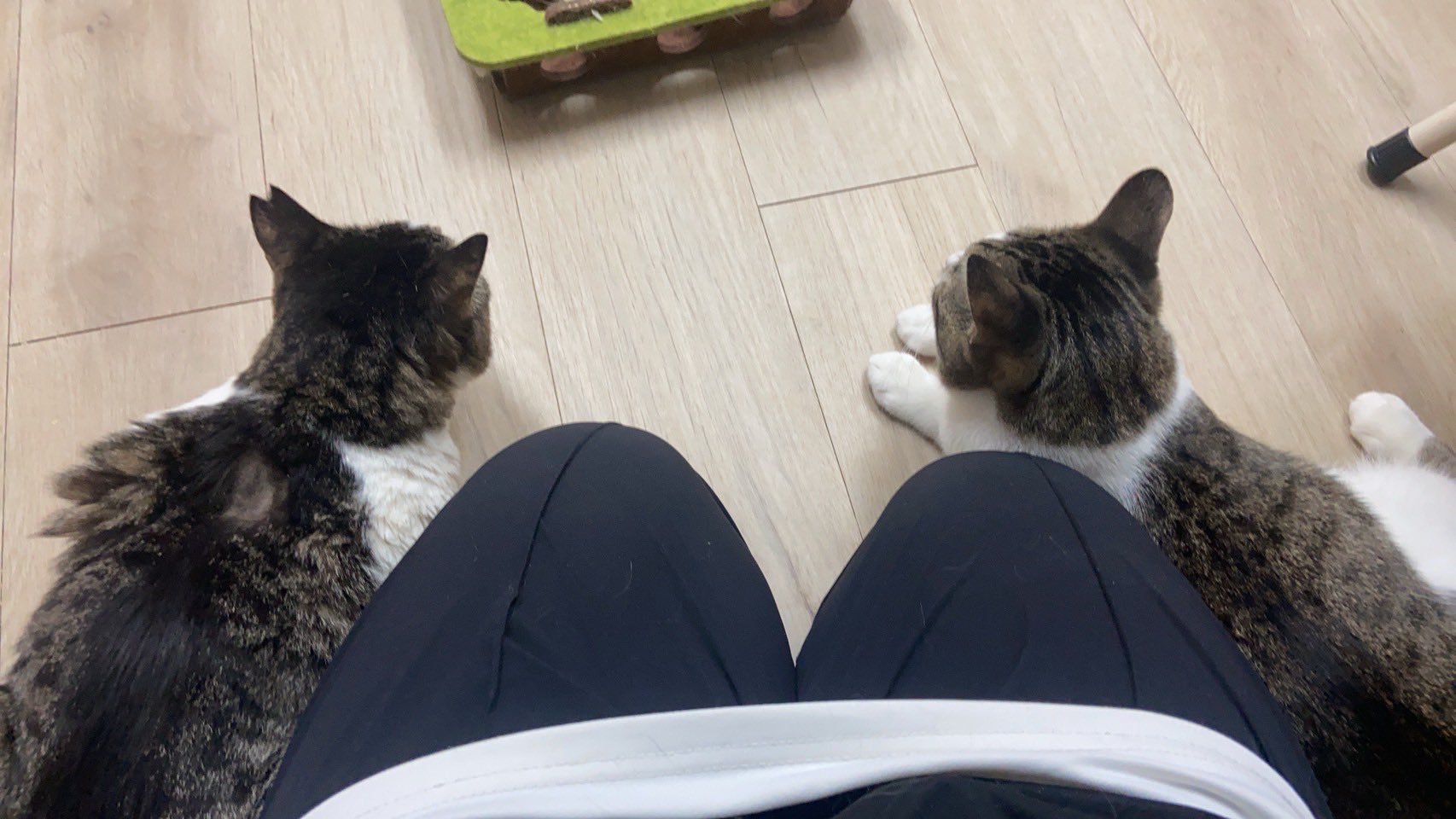 とある猫様せんよう MWPO キャットタワー 大型猫 据え置き 安定感 多頭飼い 爪とぎ