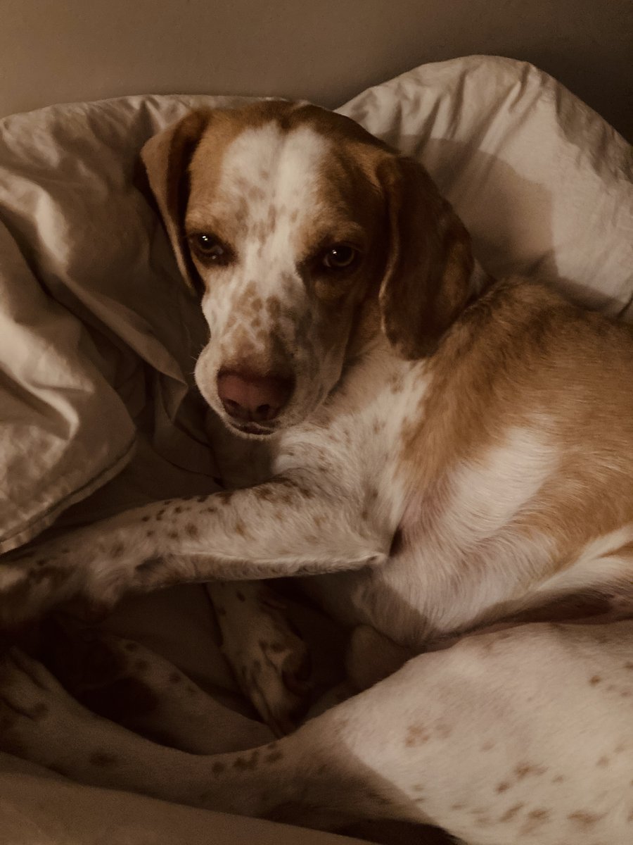 livewellian's tweet image. #Goodnight, friends. Thank you so much for the prayers, well wishes, orders and many blessings. We hope you have sweet dreams and a wonderful #WontLookWednesday 💜🐶🌒 #dogsontwitter