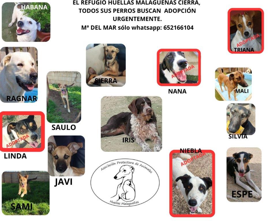Ayer fue el día internacional del perro abandonado para <a href="/HMalaguenas/">HUELLAS MALAGUEÑAS🐶🐺</a> cada día cada hora es el día...y con mucho dolor tener que cerrar y ya no poder ayudar a ningunos más sólo buscar un gran hogar a nuestros peludos.