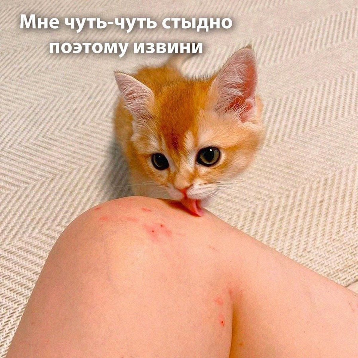 Anya_Life120's tweet photo. #Thrax
#ThraxOsmosisJones
#Osmosisjones
#ОсмосисДжонс
#OC
#ocxcanon https://t.co/GwP5rhkLDj