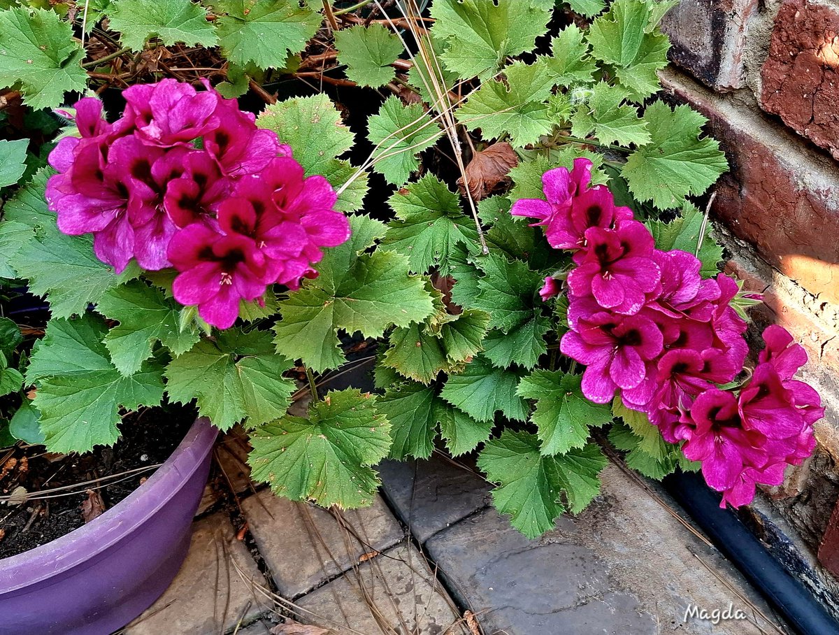 Wanneer jy lewensmoeg is, weet dat God daar is vir jou. Hy sal jou ondersteun, by jou wees en jou nooit alleen laat nie. Hy is in beheer al lyk jou omstandighede buite beheer. Die Here is by jou al voel Hy ver. Hy sal uitkoms gee solank jy aan Hom vashou en volhard.
Goeiemôre 🙏