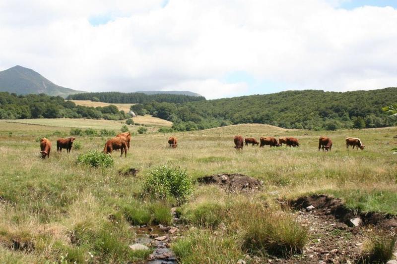 Strongles au pâturage : une nécessité d’adaptation permanente dlvr.it/TNFxcf