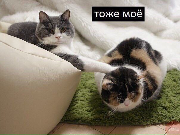 Borsique😺 (@borsique) on Twitter photo 