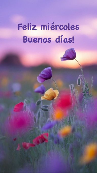 A field of colorful flowers including purple, yellow, and red blooms. The background shows a sunset with a purple and orange sky.