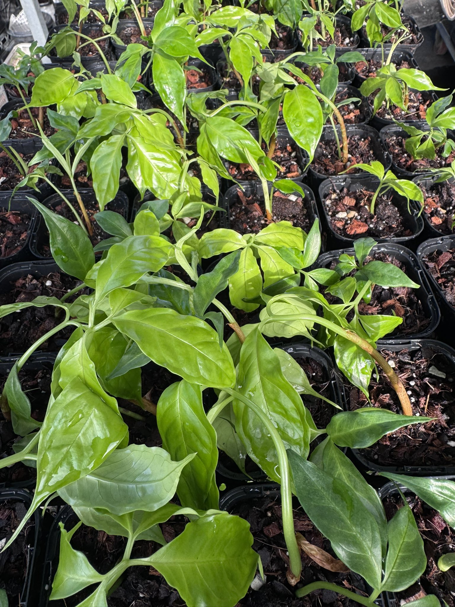 希少✨ラルム✕イロハ✨✨beehouse苗✨❤️ アンティーク風な鉢を使ったシャビーシックな寄せ植えです