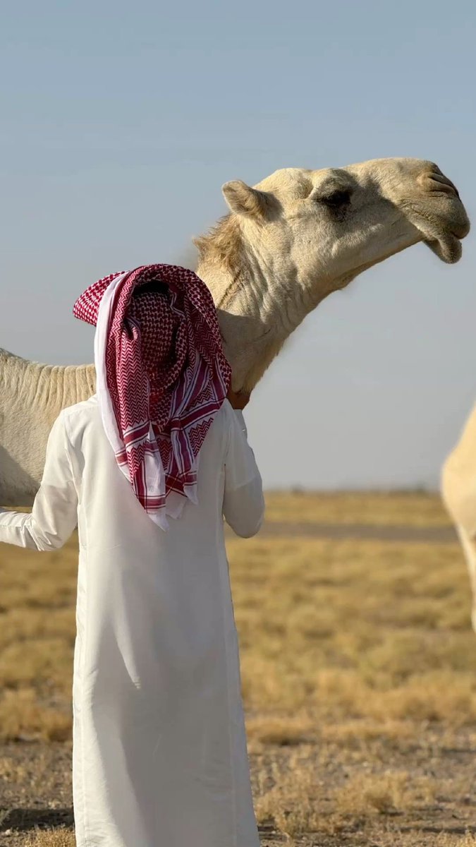 لا صار عيشك مع قليل المروات 
ما لـ اخر اسمك لو تعاليت جدوى 

خلك جبل شامخ سوات السراوت 
منت برضيع تضرك ادنات عدوى 

من يعتذر منك عدته الملامات  
واليا رضيت ارضى بليات شكوى 

واترك سفاسيف الزعل والتفاهات 
واليا زعلت ازعل على شي يسوى 

محمد الشمري .