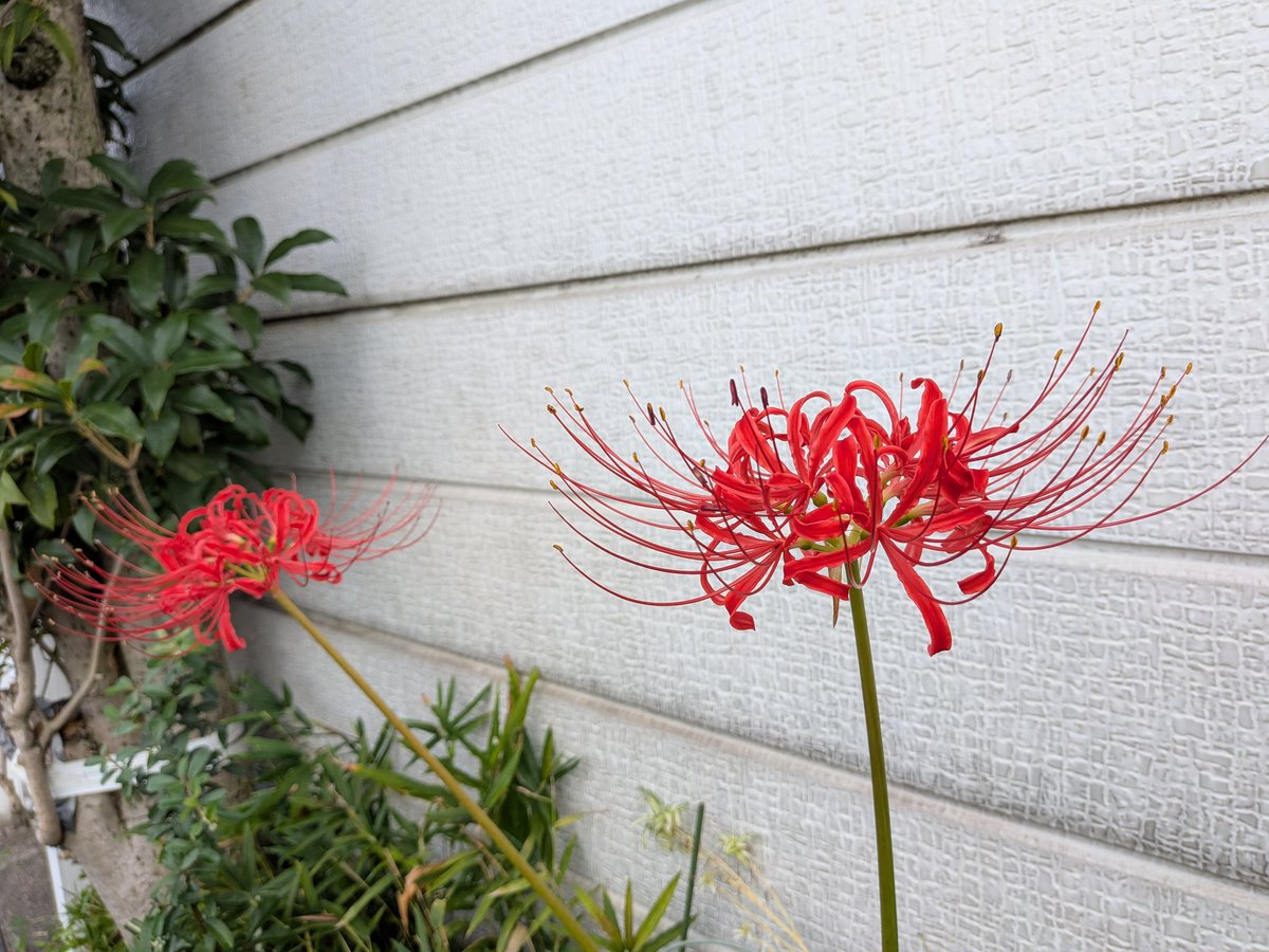 kaopapa0317's tweet image. Googlepixel10撮影テスト
手前にピント当てたら
奥が、ほんのりとボケている
あとはホワイトバランスの設定しだいかな
二枚目はあとから見た目に近いようにソフトで補正したもの

#Googlepixel10