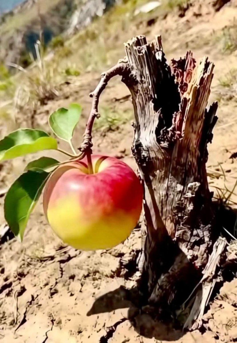 Ülkemin ormanları-dağları-zeytinlikleri-ovaları-nehirleri-gölleri-dereleri-yaylaları-köyleri-tüm doğal su kaynakları-yaban hayatı-kıyıları-kentlerin yeşil alanları talan ediliyor.
Geleceğe kalacak olan kurumuş dereler-nehirler-göller-ağaçsız dağlar-çorak topraklar olacak.