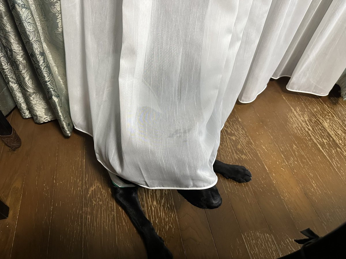 coro2_kinako's tweet photo. カーテン変えたばっかりなのに黒くなっちゃうよ～ https://t.co/ksXwqzobxp
