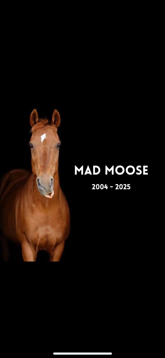 Mad Moose tweet media