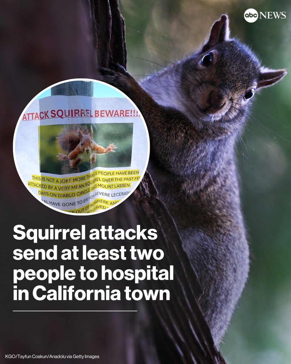 BSNPR | OFICIAL: Se cuelga la medida para aumentar el número de refuerzos a  tres para la temporada 2024 del Baloncesto Superior Nacional tras obtener  ocho de los nueve votos necesarios para, image size:960x1200