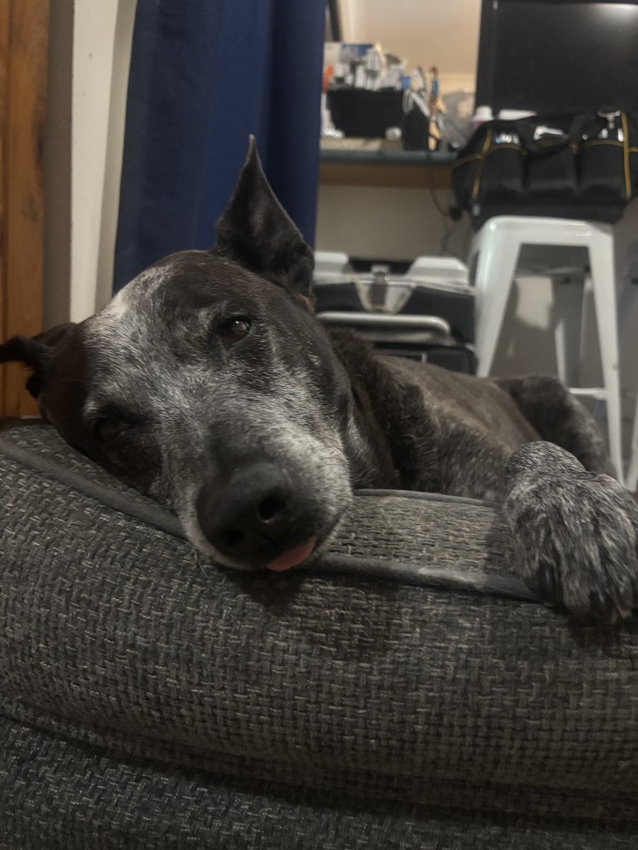 Good night everypawdy no zombs on our pawtrol tonite we are off to bed now sweet dreams frens 🥰 #ZSHQ #dogsoftwitter