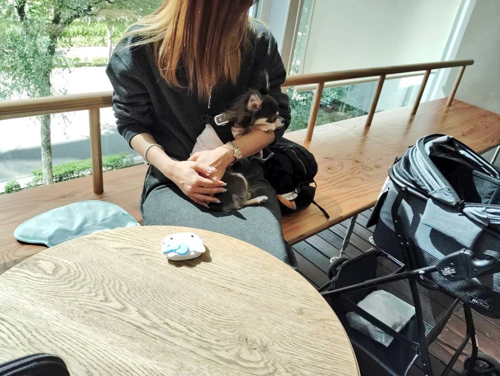_b_m_candy_'s tweet photo. モカちゃんのお洋服を買いに行った帰りにBERTHCOFFEEへ
店内ワンコOKのとっても居心地のいいカフェでした☕✨
#チワワ #ロングコートチワワ #ブルータンホワイト #1歳 #BERTHCOFFEE #みなとみらい #ワンコとお出かけ #チワワのいる暮らし https://t.co/V4FMhi5Kai