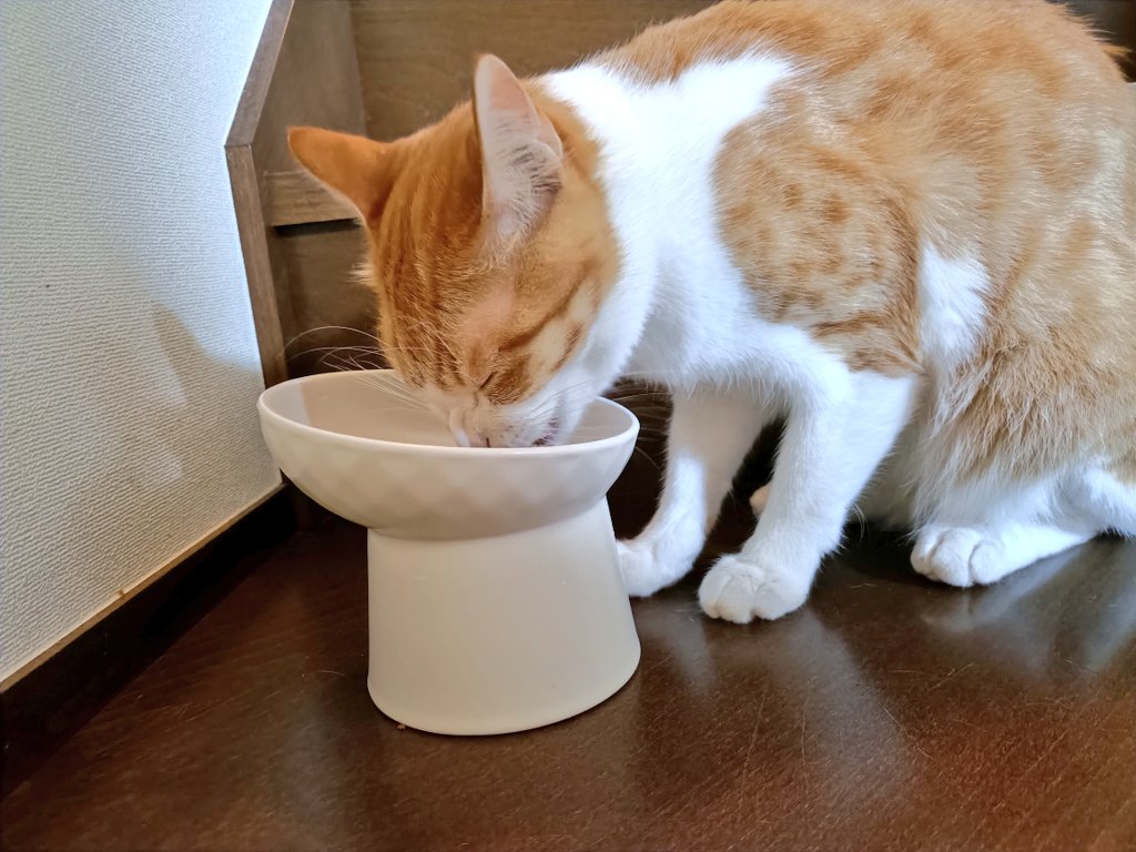 まめたろ (@kuromametaro620) / Posts / X