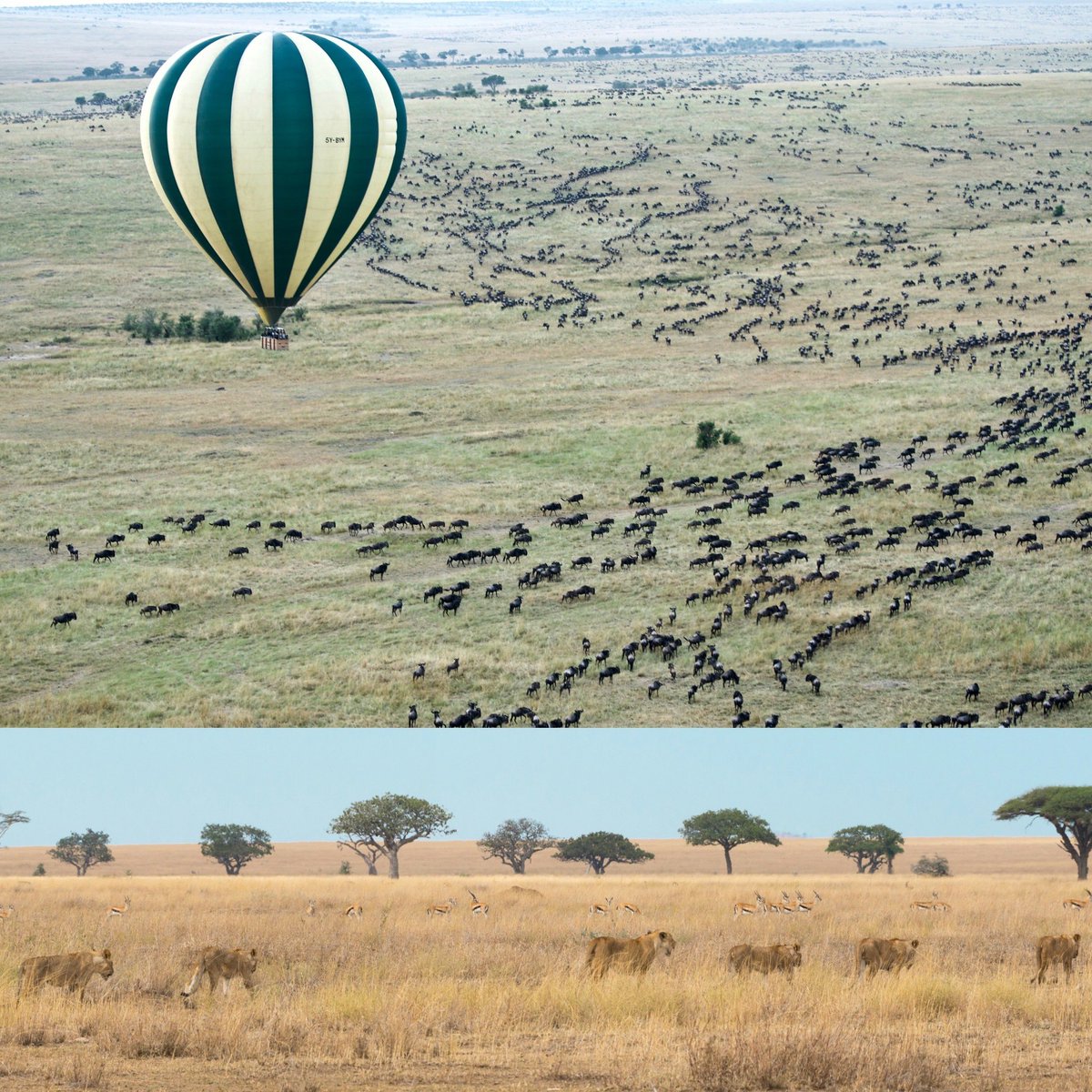 Le Petit Monde tweet media