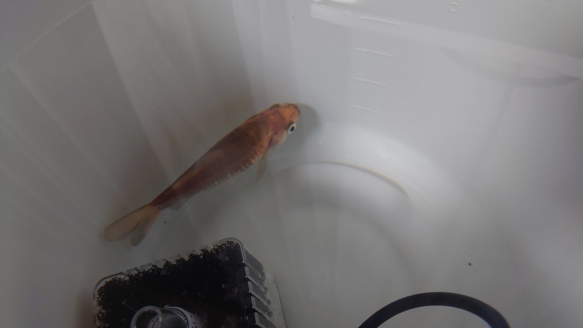 ロートル tweet media