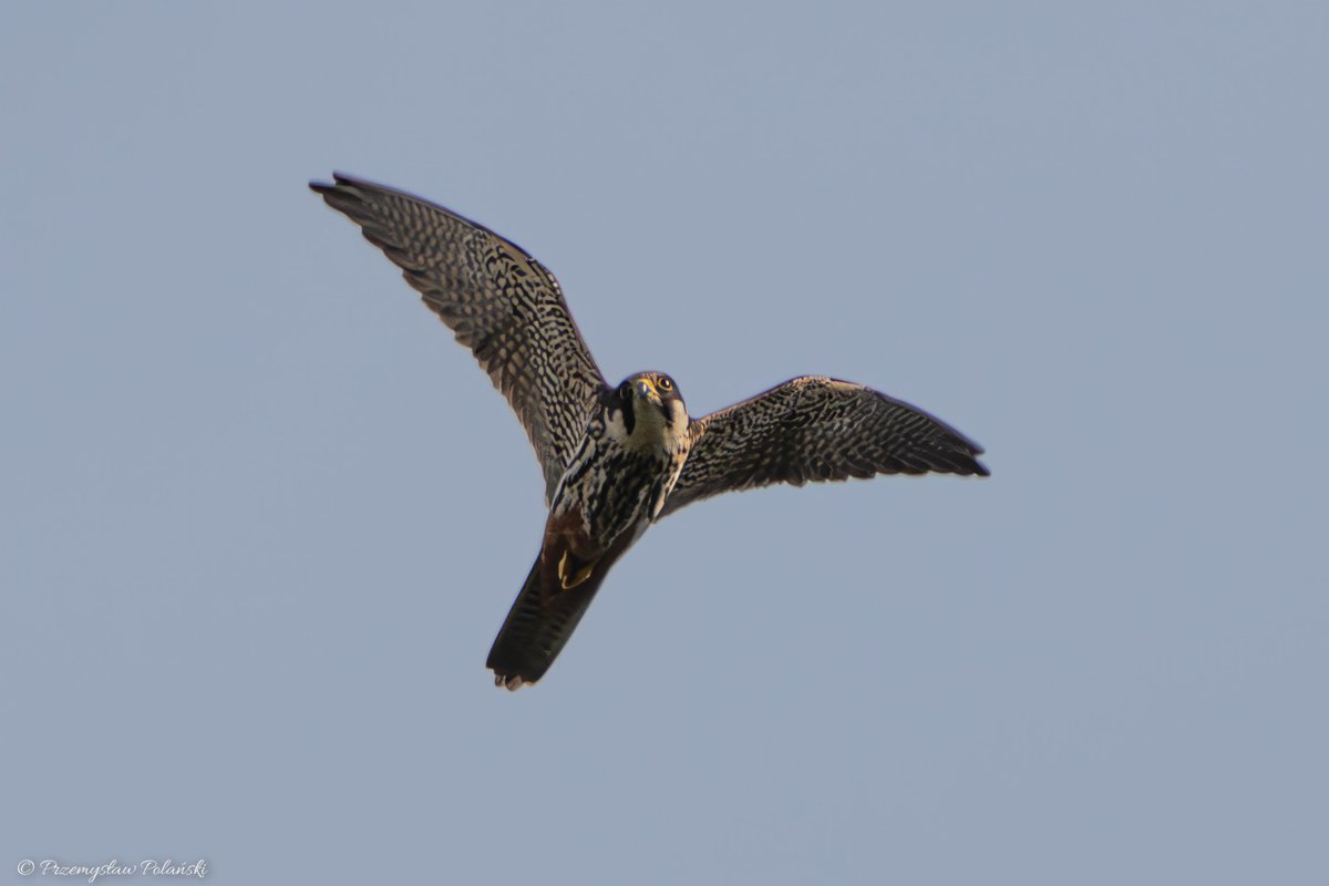 Dzień dobry 😊
Kobuz (Falco subbuteo)
