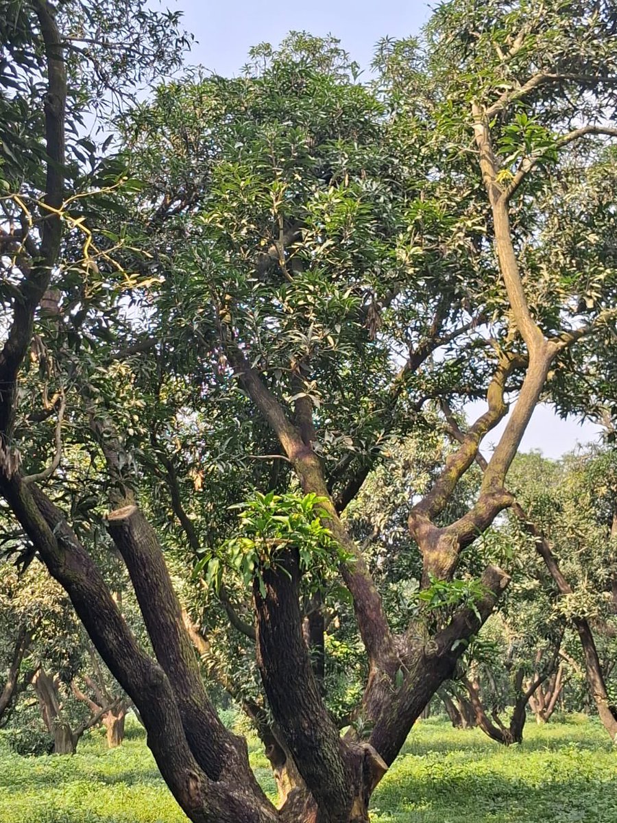 Ravi Gopal Singh tweet media