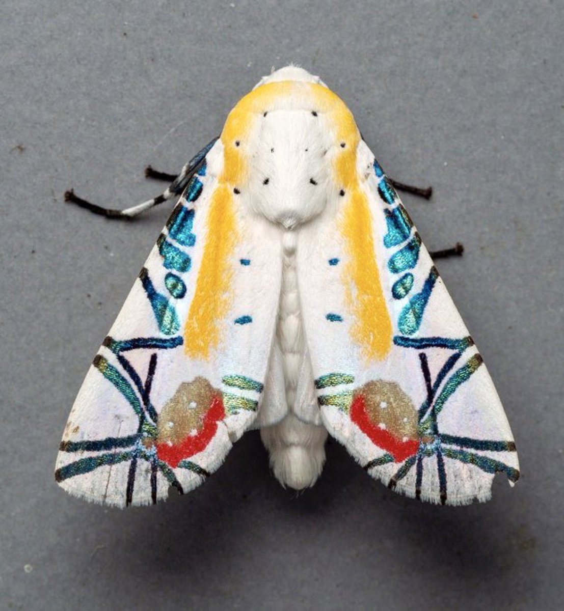 Picasso Moth (Baorisa hieroglyphica)

📸 msone