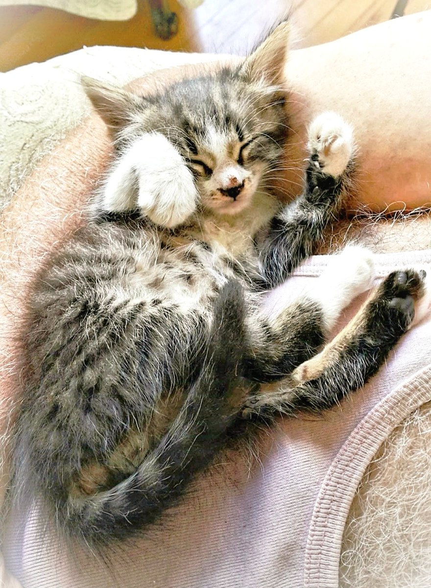 CatmandooWonder's tweet image. Our tiny kitten mentor is napping today! 💤😇💤   This little one teaches us the art of rest and trust. Take a moment to recharge with this peaceful guide. 🐾🐈#KittenWisdom #RestAndRecharge #LifeBalance 
🌊 Join the journey: gofundme.com/f/catmandoo-th…
🎥 Subscribe: