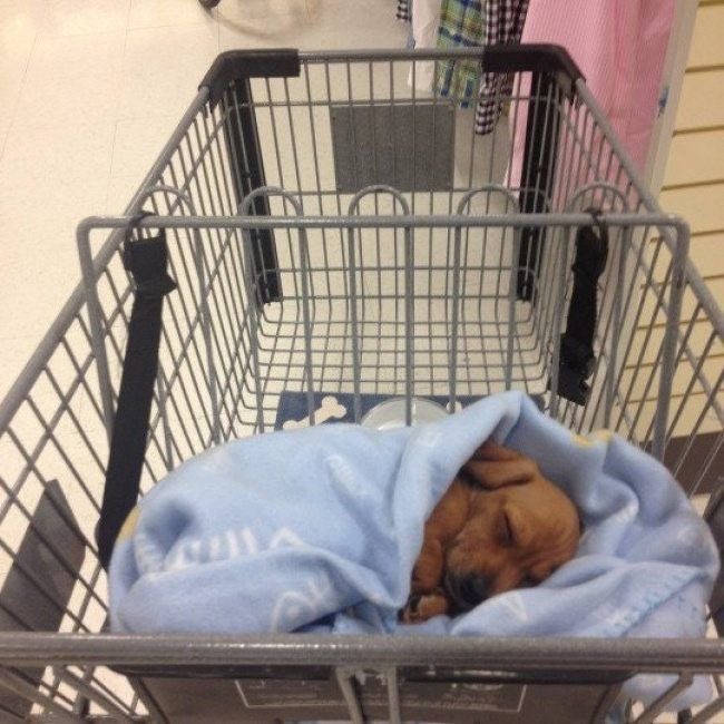 💖 (@twaniimals) on Twitter photo 