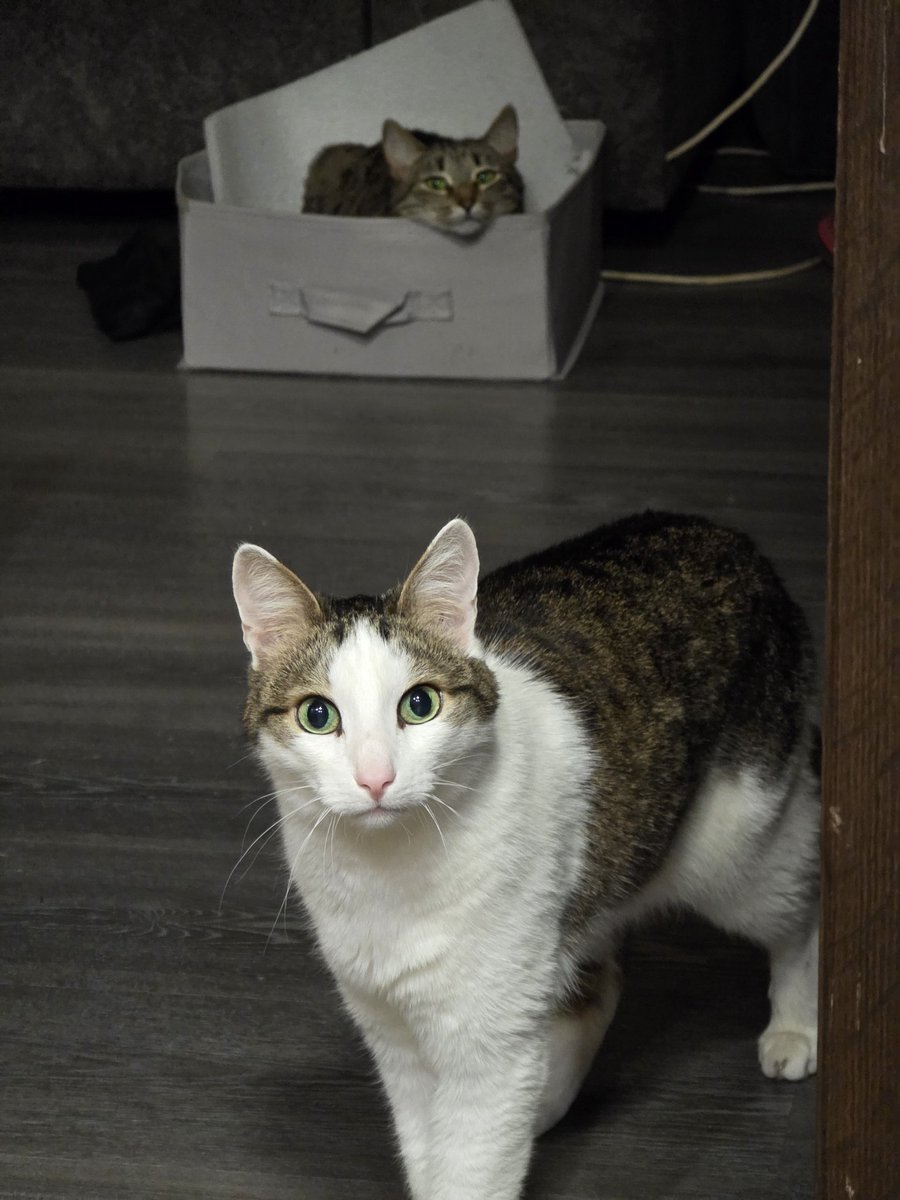 RustamAmirov6's tweet image. Кошки делятся на два типа