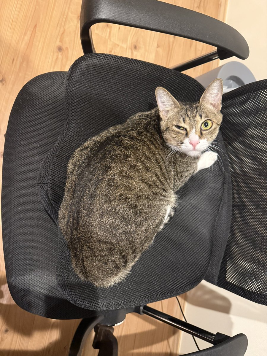 🍀Clover🍀🌙🐱 on X: 