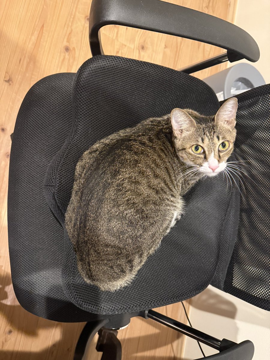 🍀Clover🍀🌙🐱 on X: 