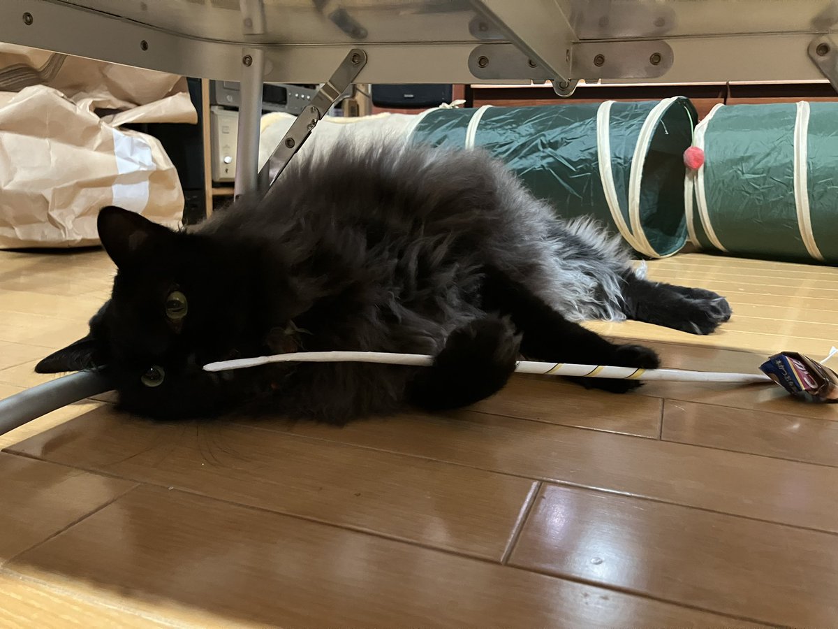 N7bmPn's tweet photo. @ONESHIP_JP 寂しいようですので、うちの子置いておきます😊🐾 https://t.co/iMRLLOBXV2
