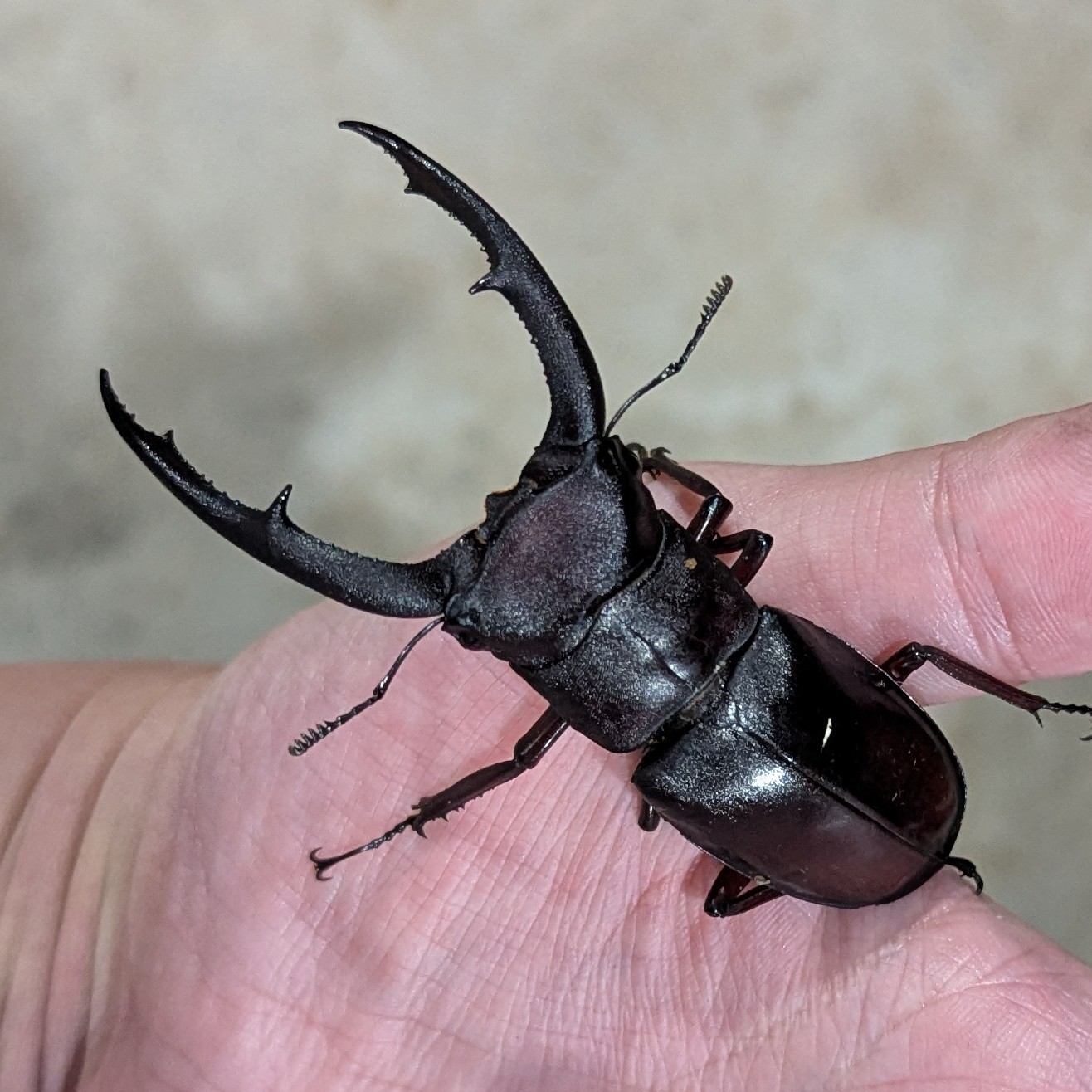 ★昆虫標本★【オオクツワムシ】マレーシア産Archbacris tenuipes Allotopus rosenbergi Cameron,Malaysia Takuma 29.XII.2024