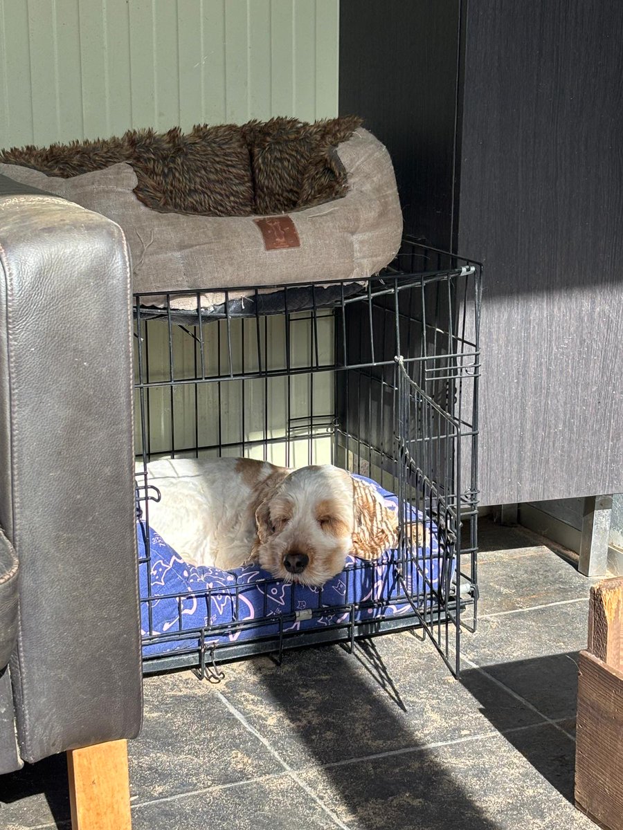 Heerlijk plekje bij de hondendagopvang