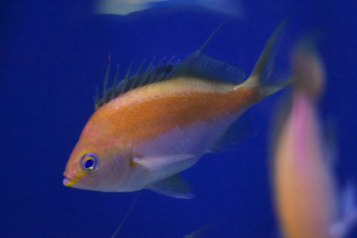 🐟YUMA🐟 (@yuma_sakana) / Posts / X