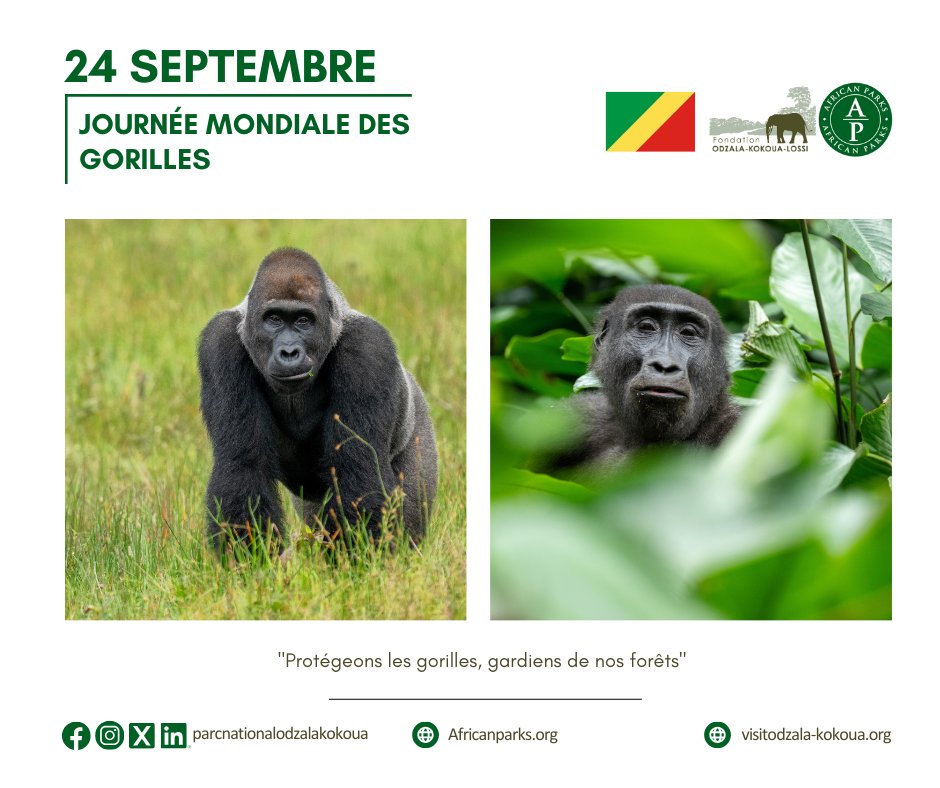 ✨ Saviez-vous qu'Odzala et Lossi abritent plus de 6600 gorilles ?
Depuis 2023, nous suivons le groupe Kassa 🦍, composé de 12 individus, pour protéger cette espèce menacée 💚.
<a href="/AfricanParks/">African Parks</a>  #Conservation #OdzalaKokoua #Lossi #Journéemondiale #Gorilla
