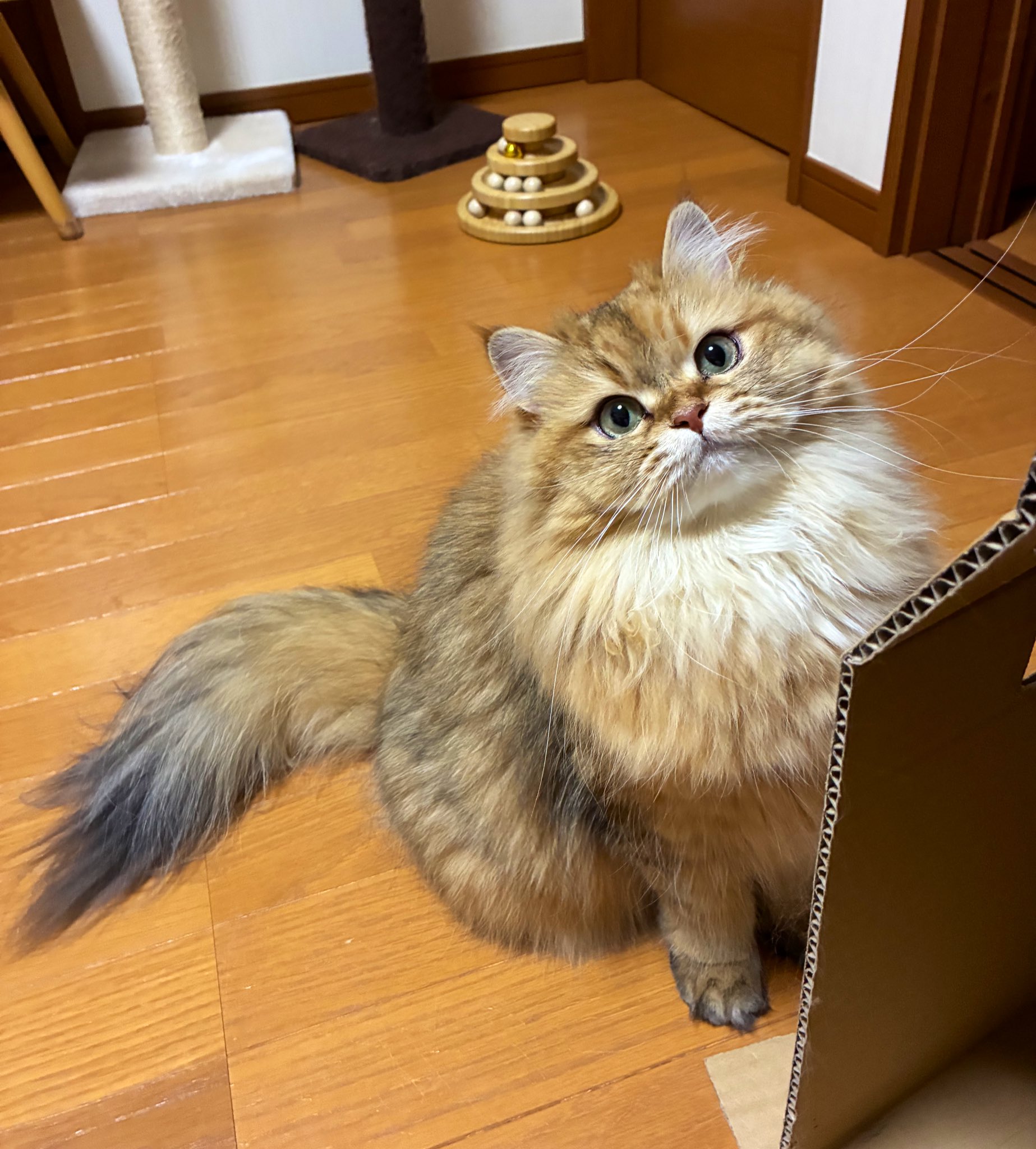 ポラ猫 三寒四温の逆パターン。 #ポチ実