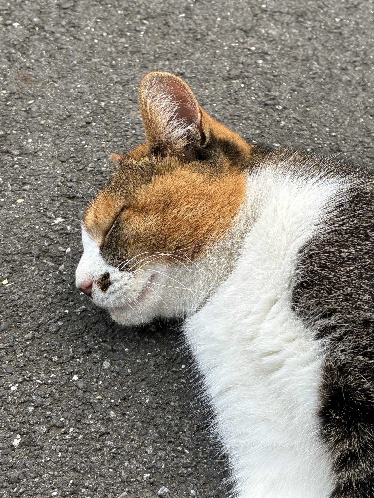 三毛猫 - Search / X