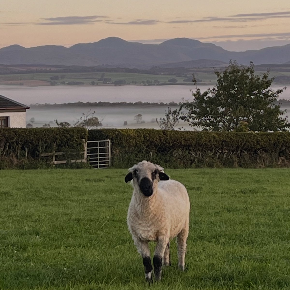 Beautiful morning… but temperatures dropping 🧊 🏴󠁧󠁢󠁳󠁣󠁴󠁿

#arnbegfarmstayscotland #sheep #coldmorning