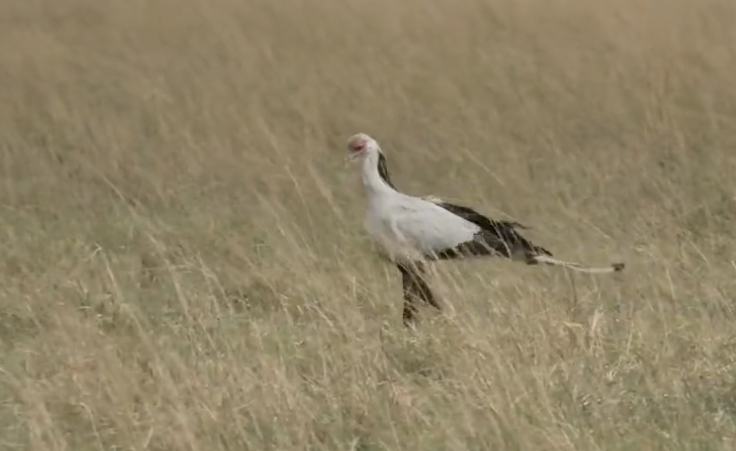 loveellisSwiss's tweet photo. 🌍​🥰​

#redlinewednesday
#masaimara   #wildearth https://t.co/2Fa7tp6mTx