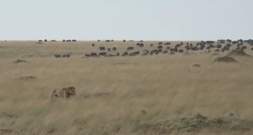 loveellisSwiss's tweet photo. 🌍​🥰​

#redlinewednesday
#masaimara   #wildearth https://t.co/2Fa7tp6mTx