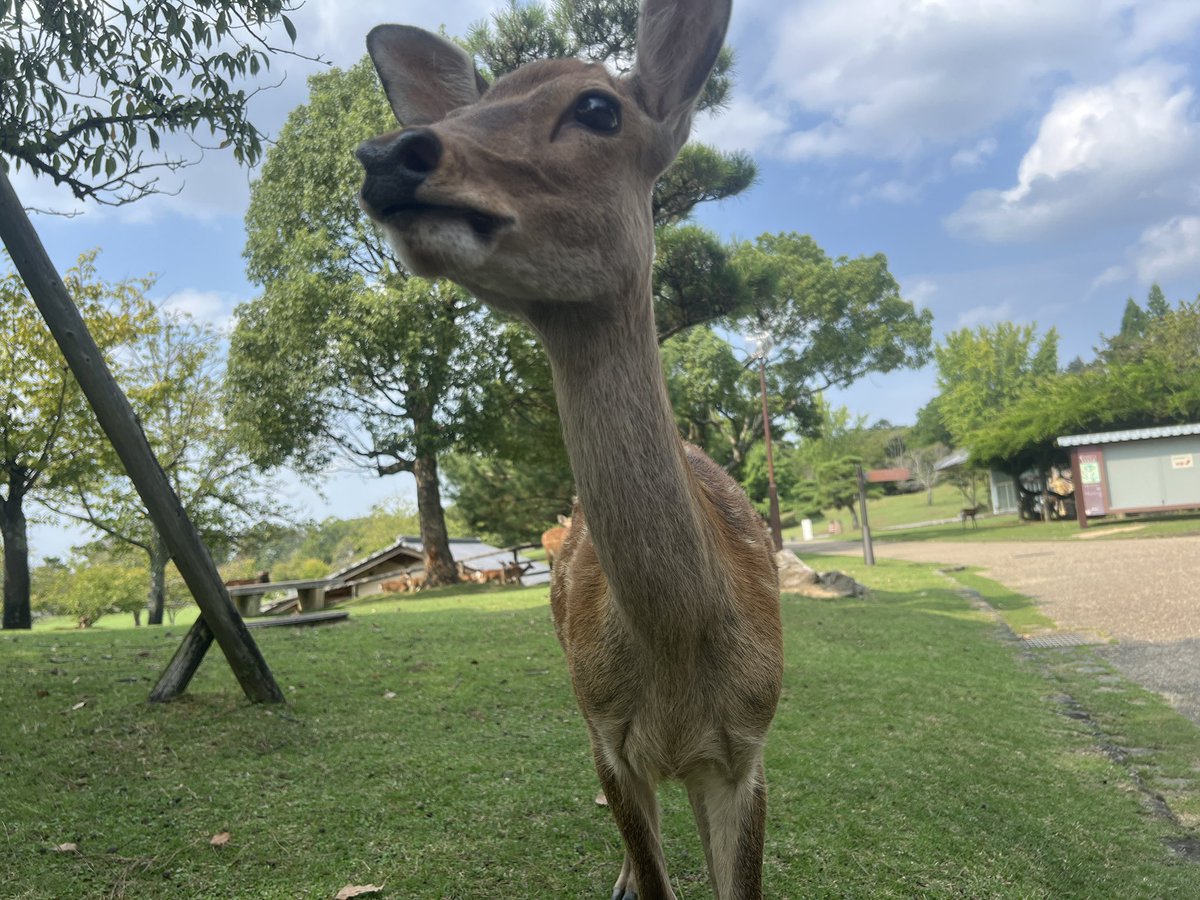 奈良公園で既に鹿せんべいを全消費したにも関わらず、この鹿は30分もの間追いかけてきた。他の観光客には目もくれず、二人きりで公園を巡る。さながらデートであった。少し小走りすると、鹿もまたスピードをあげる。歩き疲れて少し芝の上で休むと、鹿もそっと隣に寄り添い、私の手を噛もうとしてきた。