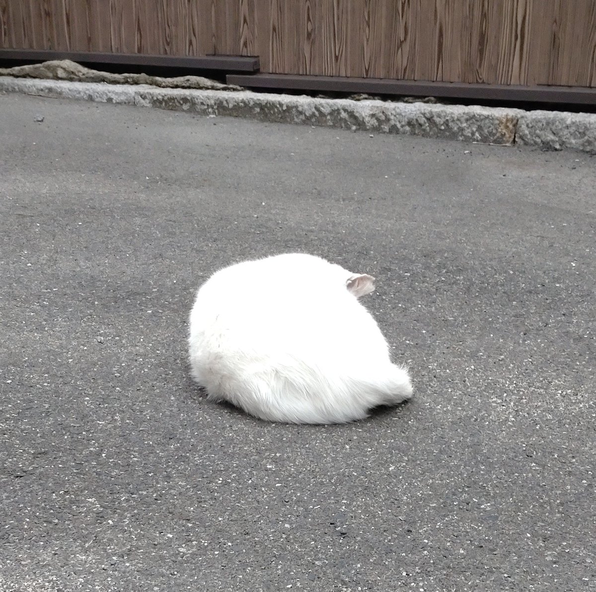 9月24日(水)
本日お休みさせて頂きます。

#尾道
#狢
#ムジナ
#アニソンバー
#BAR
#居酒屋？
#お酒
#食事