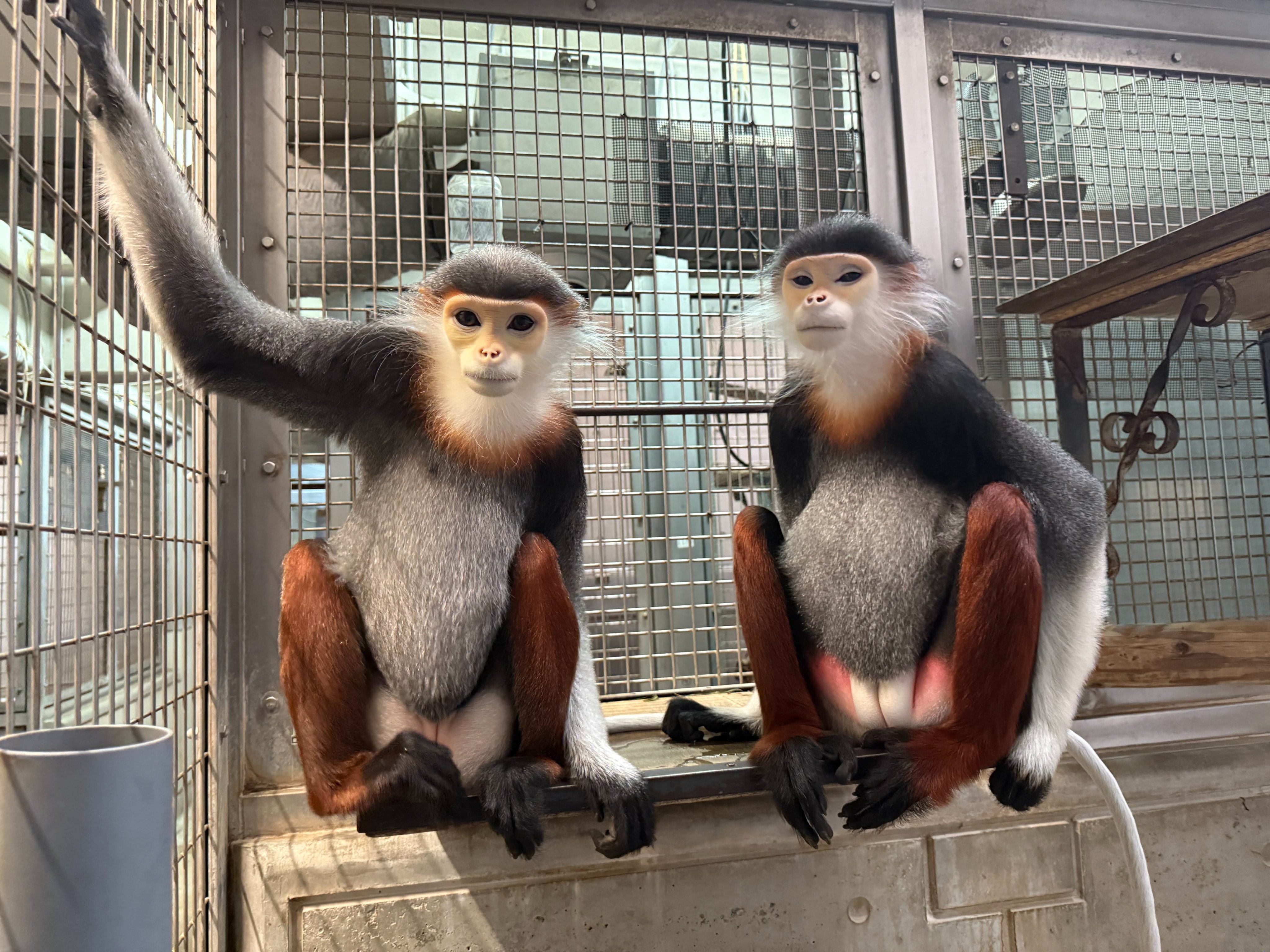 森の中の動物園 はしもとみお on X: 