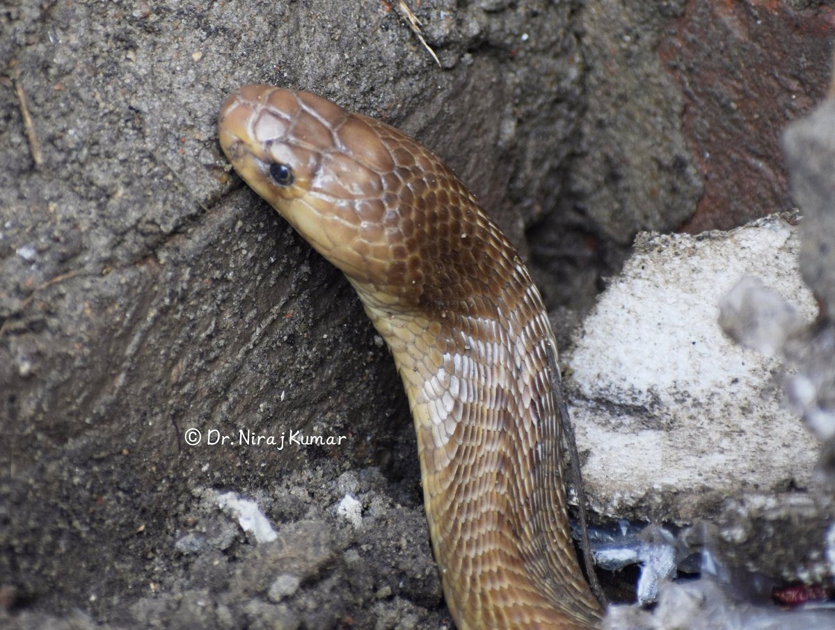 Bihar Snakebite Initiative (BSI) tweet media