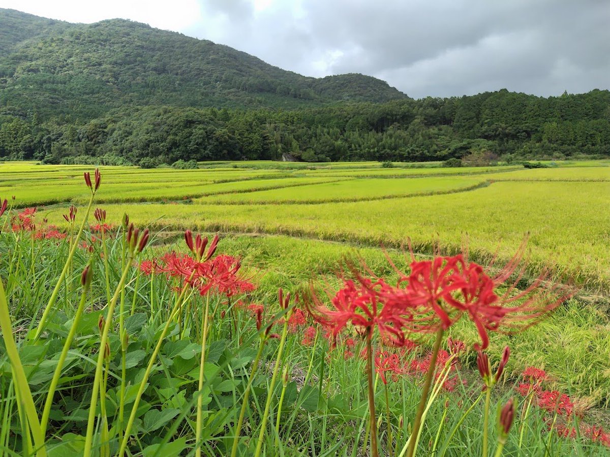 #彼岸花 かなり咲いています
#田染荘 #荘園 #荘園米 #豊後高田市 #国東半島 #大分県 #重要文化的景観 #世界農業遺産国東半島宇佐地域 #世界農業遺産